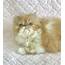 Persian Cats For Sale  Phoenix AZ 292265 Petzlover