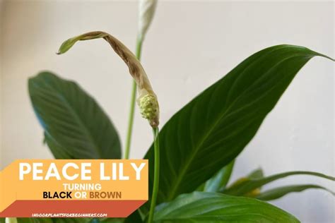 Brown Spots On Peace Lily Heres How To Bring It Back To Life Globo