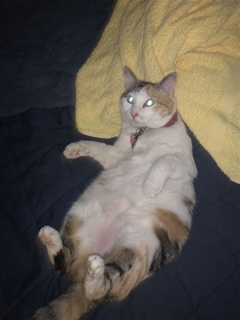 My Fat Calico Cat Kyoto Rfatcats