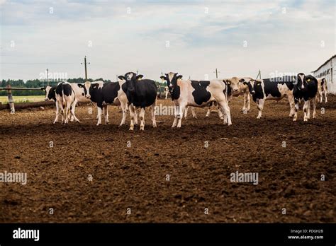 Young Bulls Walk In The Pen Stock Photo Alamy