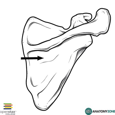 Infraspinous Fossa Anatomyzone