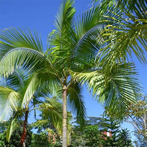 15 Low Maintenance Palm Trees For Your Home And Garden Conserve Energy