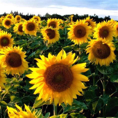 How To Grow Amazing Sunflowers Diy And Fun