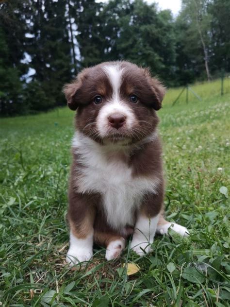 Wundersch Ne Australian Shepherd Welpen Mit Asca Papier In Wiesenfelden