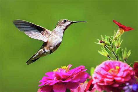 Summer Hummingbird Love Photograph By Christina Rollo Fine Art America