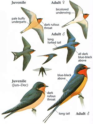 Underparts are buff or cinnamon with a dark. Barn Swallow