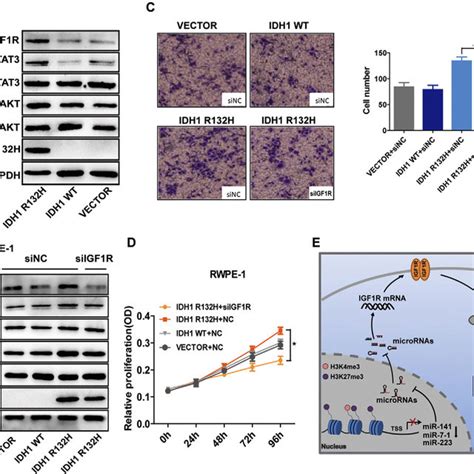 Igf1r Is Required For Idh1r132h Mediated Malignant Transformation A