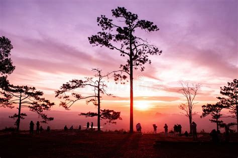 Beautiful Sunrise With Silhouette Pine Trees At Pha Nok An Cliff In Phu