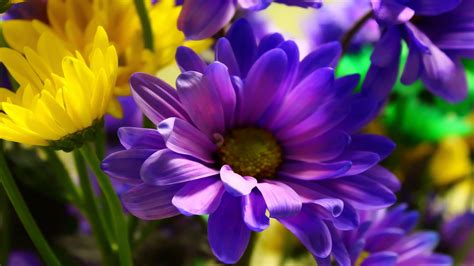 Pin On Purple Flowers
