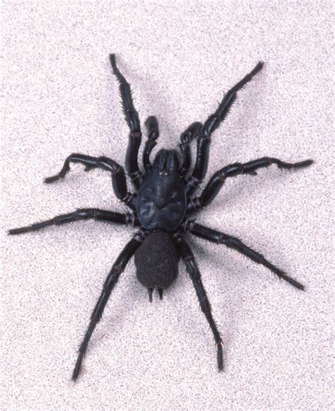 5 Most Venomous Australian Spiders To Avoid With Pictures And Ranked