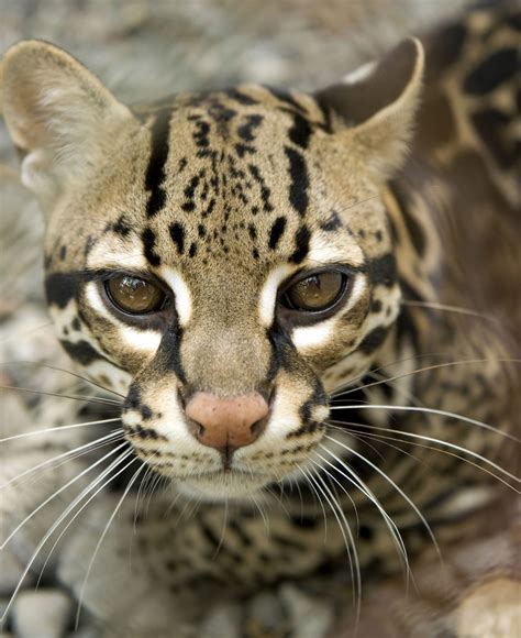 Ocelot Of Spots Moody Gardens Rainforest Wild Animals Pictures Wild