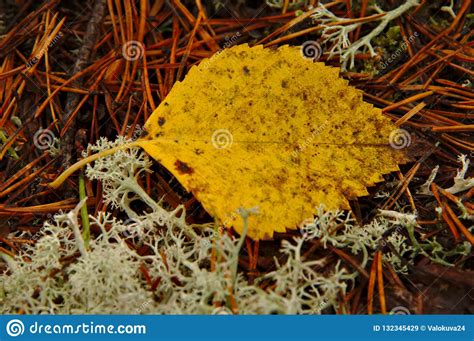 Fallen Birch Tree Leave Stock Image Image Of Lichens 132345429
