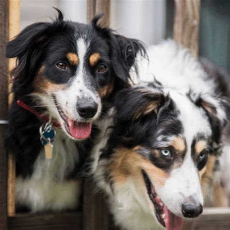 can short haired australian shepherd puppies fur grow