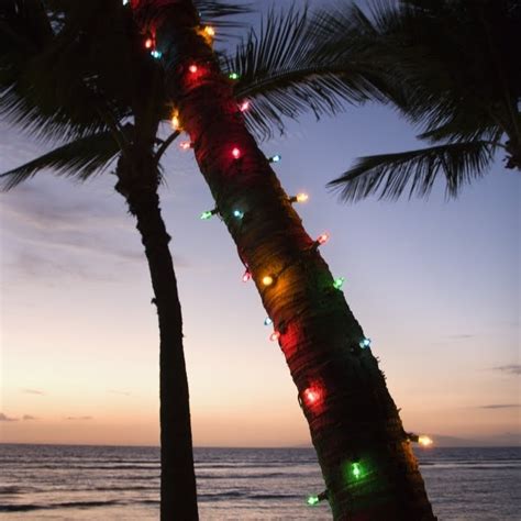 Christmas Palm Trees Phillips Natural World