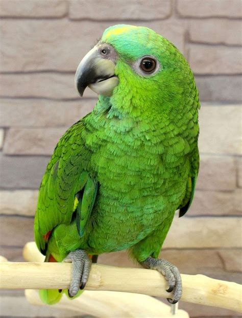 Yellow Naped Amazon Parrots For Sale Adorable Parrots For Sale