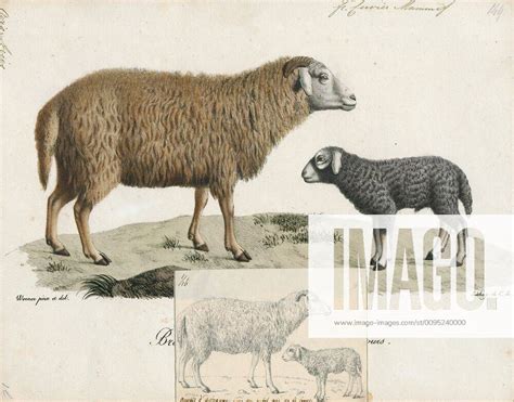 Ovis Aries Print Domestic Sheep Ovis Aries Are Quadrupedal