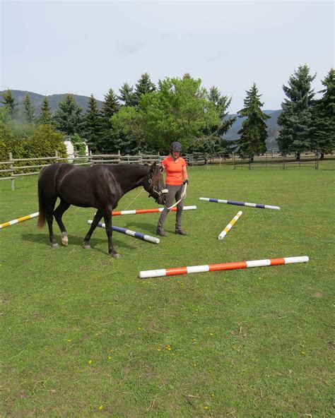 Beat Quarantine Boredom 4 Ground Pole Exercises Horse Nation