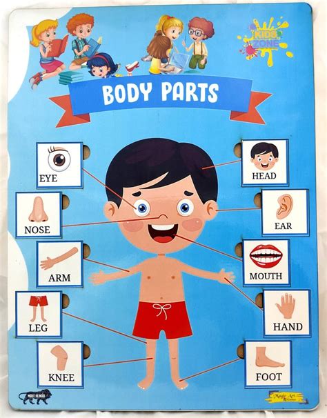 Human Body Parts Poster For Kids