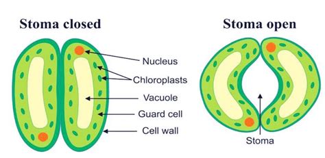 Draw A Labelled Diagram Of Stomata Write Two Functions Of Stomata