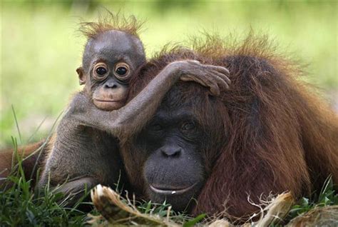 20 Adorable Examples Of Animal Parenting