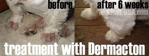 Dermacton Reviews Equinat Dog Skin Problem Dog Skin