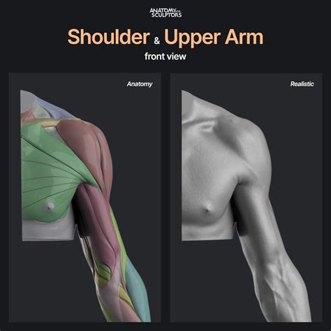 Anatomy For Sculptors Shoulder And Upper Arm Front View