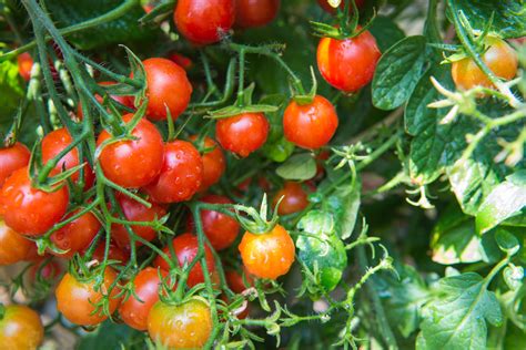 Cherry Tomatoes Garden4me