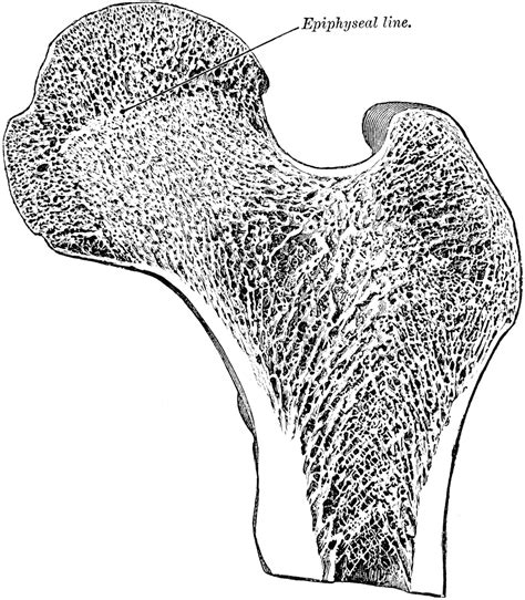 Where they are most closely packed together, the stress is greatest. Longitudinal Section of Head of Femur | ClipArt ETC