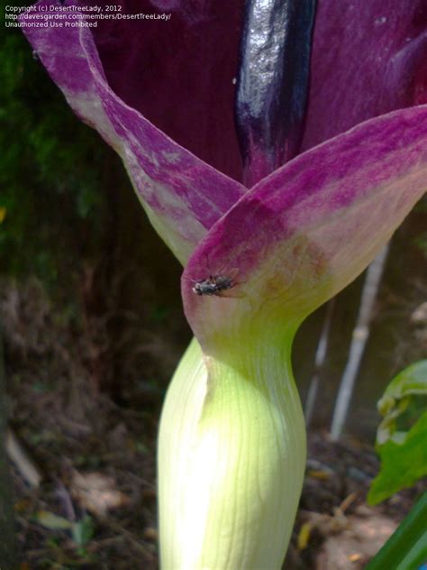 Plantfiles Pictures Dragon Flower Dragon Arum Voodoo Lily Black