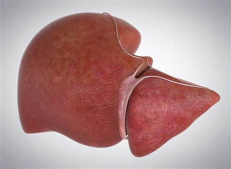 3d Model Human Liver Turbosquid 1175178