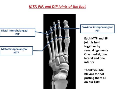 Ppt Bones Of The Foot And Ankle Powerpoint Presentation Free Download