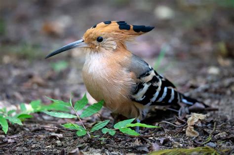 Is There Any Such Bird As The Blue Crested Hoopoe