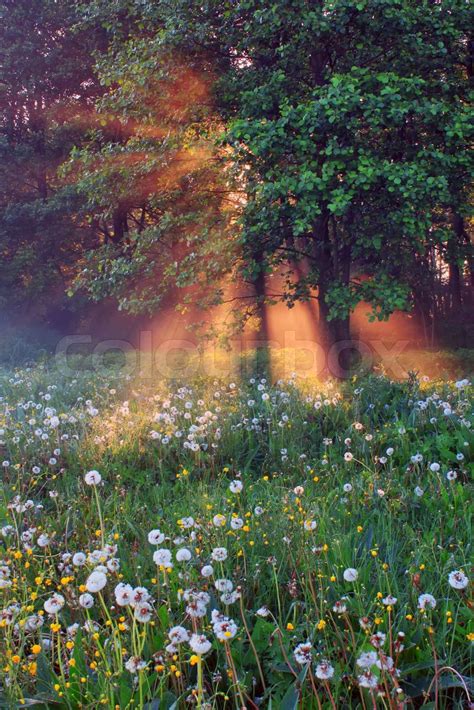 Misty Spring Forest At Sunrise Stock Image Colourbox