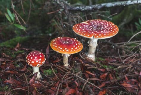 Decomposers are important because the. Decomposer - Definition, Function and Examples | Biology ...