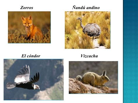 Fauna De La Sierra Peruana Flora Y Fauna Del PerÚ Recursos Educativos