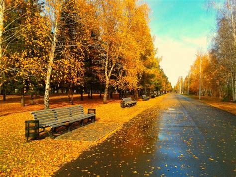 Sunny Day In The Park After An Autumn Rain Hd Wallpaper