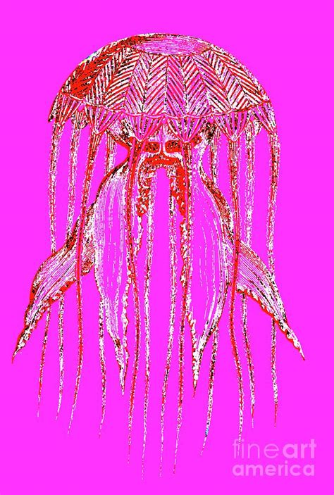 Compass Jellyfish Photograph By Collection Abecasisscience Photo