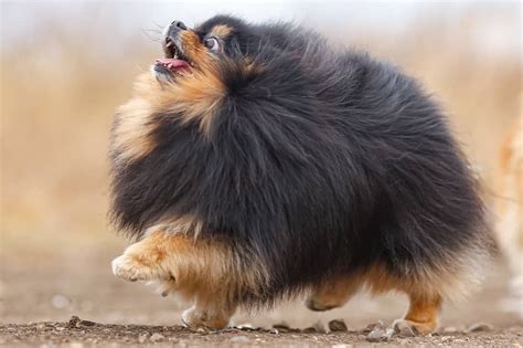 45 Pomeranian Haircuts And Grooming Ideas For Dog Lovers 2024 Styles