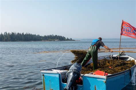 Canadian Commercial Seaweed Harvesting Company ǀ Our Story