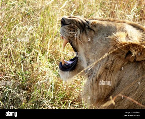 Lion Roaring Profile