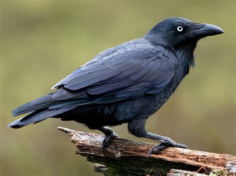 Forest Raven Ebird