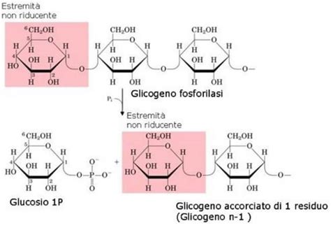 Differenza Tra Glicogenolisi E Glicogenosintesi - Glicogenolisi