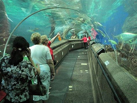 Underwater World Singapore Explore World Wonders Amazing World
