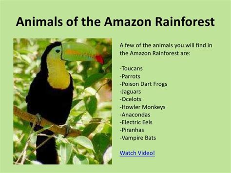 Names Of Tropical Rainforests Bing
