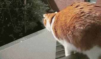 Cat Jumping GIF By Cheezburger Find Share On GIPHY