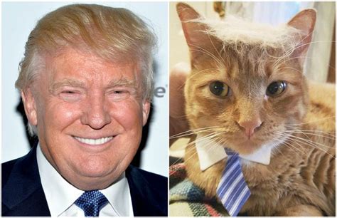 Cats Model Donald Trump Inspired Hair Mnn Mother Nature Network