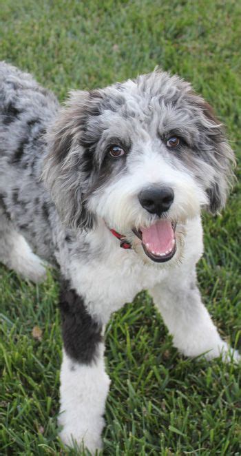 Aussiedoodle Canine Cuteness Pinterest Dog Doodles And Animal
