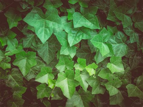 Ivy Featuring Ivy Green And Plant Nature Stock Photos ~ Creative Market