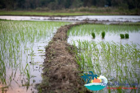 Spectacular views of rice paddy fields in the Haikou countryside - TropicalHainan.com