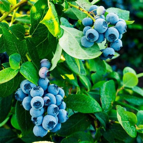 Tifblue Blueberry Bush Blueberry Bushes Blueberry Harvest Season